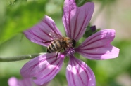 Biene an Malvenblüte
