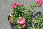 Pink blühende Rose im Topf (Containerrose)