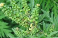 Ambrosia männliche Blüte