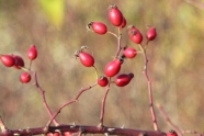 Hagebutte Wildrose Rosa canina