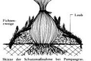 Winterschutz bei Pampasgras