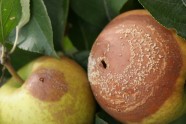 Monilia, Fruchtfäule am Apfel 