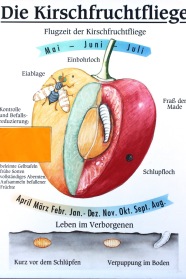 Grafik: Der Entwicklungskreislauf der Kirschfruchtfliege