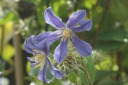 Blüte  Clematis integrifolia Juuli