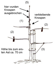 Formieren eines Jungbaumes zur Spindel