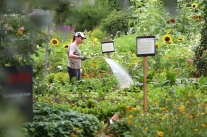 Eine LWG-Mitarbeiterin gießt den blühenden Schaugarten in Veitshöchheim.