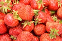Frigo-Erdbeeren auch im Garten