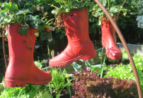 Drei mit Erdbeeren bepflanzte Gummistiefel hängen an einem Drahtgerüst über einem Salatbeet