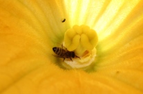 Biene in Zucchiniblüte