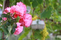 Nahaufnahme einer blühenden Rose