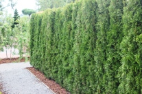 Thuja-Hecke (Infoschrift)