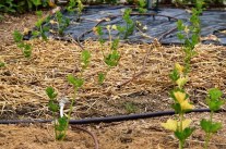 Selleriejungpflanzen mit Mulch