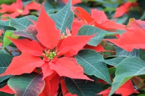Weihnachtssterne rot