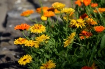 blühende Ringelblumen als Beeteinfassung