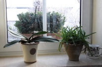 Zimmerpflanzen am Fenster