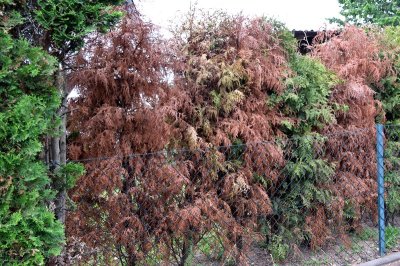 verbräunte Thuja