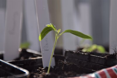 Kleiner grüner Tomatensämling
