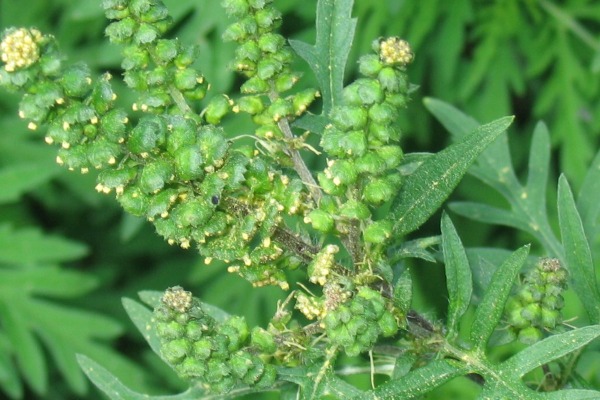 Ambrosia eine Gefahr für Mensch und Garten