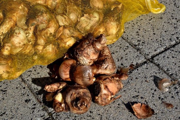 Auftakt Fur Fruhlingsbluhende Zwiebelblumen