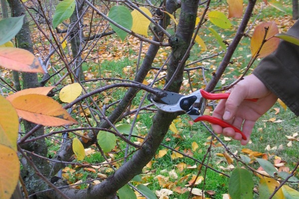 Schnitt der Sauerkirsche | Obstbäume & Gemüsepflanzen