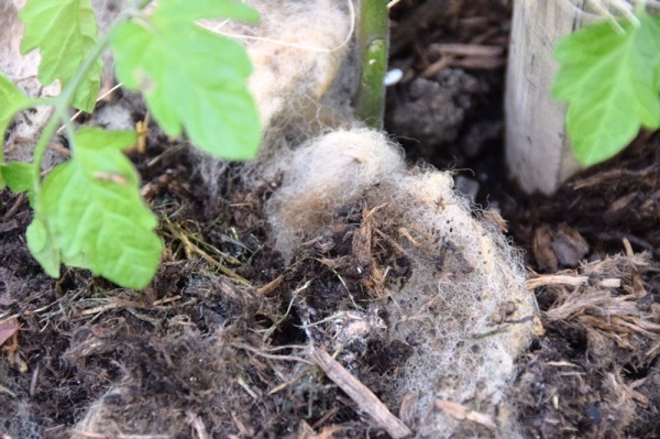 Schafwolle Als Dünger Schafwolle Als Dünger