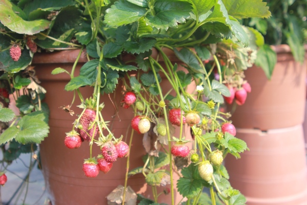 37+ Hängeerdbeeren Beste Sorte, 4,5/5         (4 295)