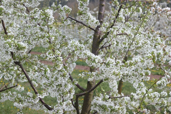 Schnitt der Sauerkirsche