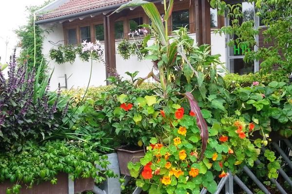 terrassenbepflanzung balkonkasten mit krautern und blumen erdbeeren pflegeleichte terrassenbepflanzung balkonkasten mit krautern und blumen erdbeeren pflegeleichte