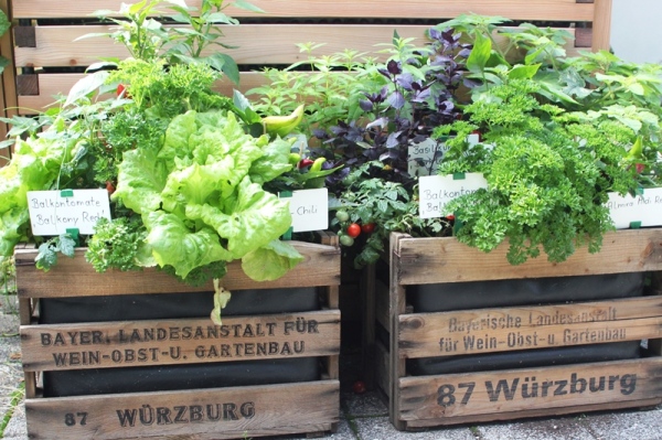 terrassenbepflanzung holzkiste mit gema 1 4 se und krautern graser terrassenbepflanzung holzkiste mit gema 1 4 se und krautern graser