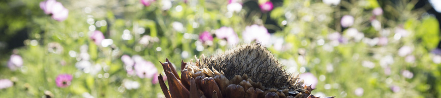 Header Artischocke Schaugarten