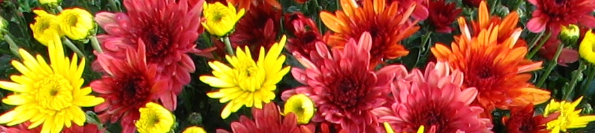 Chrysanthemen