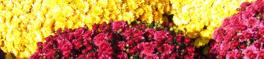 Chrysanthemen