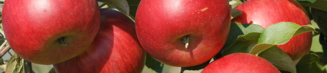 Mehrere Äpfel der Sorte Lipno am Baum