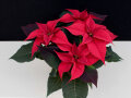 Poinsettie mit roten Blüten und grünen glattrandigen Laubblättern