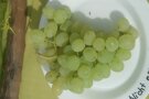 Trauben mit runden grünen Beeren auf dem Teller.
