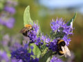 Die Blüte ist lilafärbend und wird von zwei Hummel auf der Suche nach Nahrung besucht