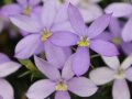 Sternenblume mit himmelblauen Zungenblüten und gelber Mitte