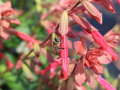 Eine Biene an den lachsorange-färbende Blütenständen