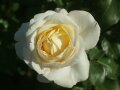 Gefüllte Rosen in zartcremeweißen Blüten mit gelber Mitte und Laubblättern