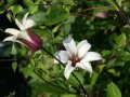 Waldrebe mit weißen glockenartigen Blüten und purpurfarbenem Schlund