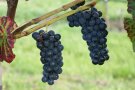 Trauben mit blauen Beeren hängen an den kurzen Stielen.