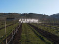 Versuchsanlage mit Obstspalier, Mitte Beregnung und Eis, Hintergrund Weinberg, Hütte unter blauen Himmel