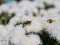 Eine Wespe mitten auf das weiße-flaumhaarig Blütenmeer von Ageratum-Blume