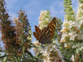 Ein Schmetterling an den Stauden einer weiß-färbenden Blüte