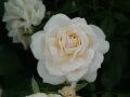 Rosen in creme mit pfirsichfarben Ton in der Blütenmitte mit Knospen und Laubblättern