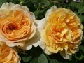 Rosen in Goldgelb nach außen hin helleren, leicht zurückgebogenen Blüten mit Laubblättern