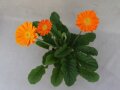 Kleinen orangefarbener Blumenköpfe mit Röhrenblüten in der Mitte und Laubblättern