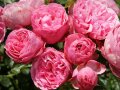 Gefüllten, rosettenartigen Rosen in rosafarbenen Blüten mit Laubblättern