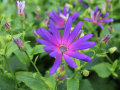 Nahaufnahme; lilafärbende Blüte mit Knospen und grünen Laubblättern