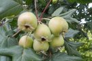 Grünfarbiger Zierapfel mit grünen dreilappigen Laubblättern am Ast